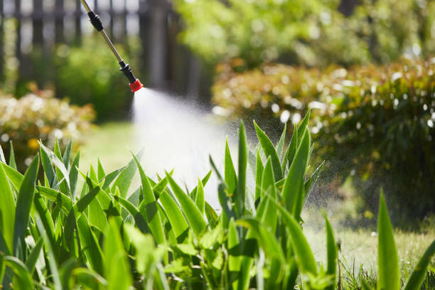 24/7 Emergency Termite Control experts in San Ramon, CA